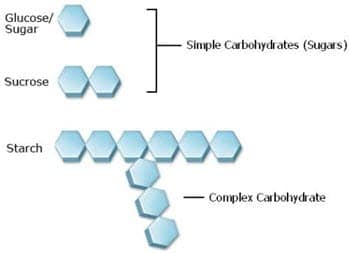 carbohydrates in neocate