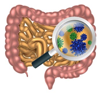 Gut Microbiota