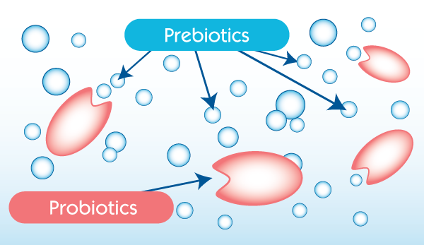 Pre and Probiotics Microbiota