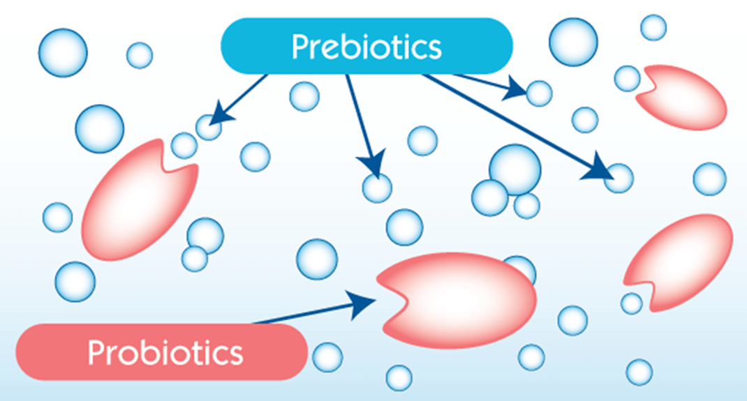 The Gut Microbiota and Its Link With Food Allergies