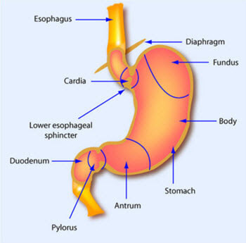 Human Gastric Anatomy