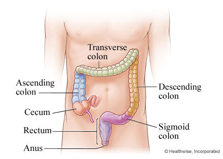 Human Large Intestine